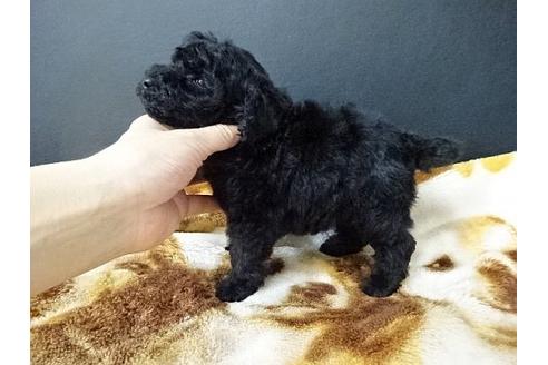 成約済の大阪府のトイプードル-17043の3枚目