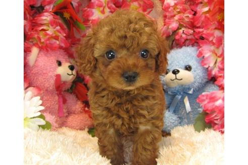 成約済の茨城県のトイプードル-17059の1枚目