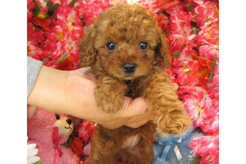 成約済の茨城県のトイプードル-17059の2枚目