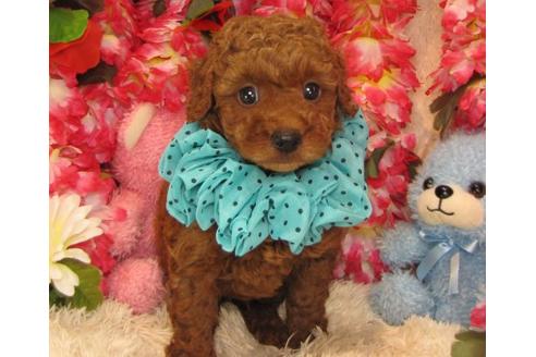 成約済の茨城県のトイプードル-17060の2枚目