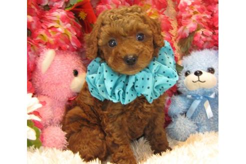 成約済の茨城県のトイプードル-17060の3枚目