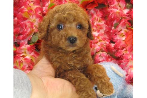 成約済の茨城県のトイプードル-17061の1枚目