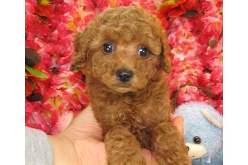 成約済の茨城県のトイプードル-17061の3枚目