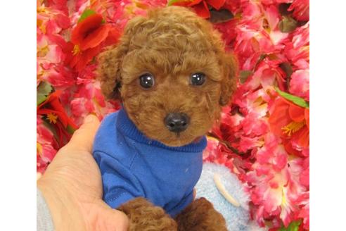 成約済の茨城県のトイプードル-17062の1枚目