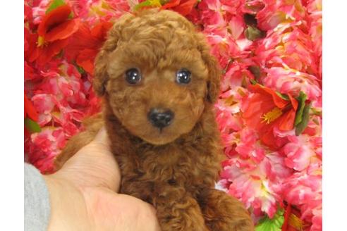 成約済の茨城県のトイプードル-17062の2枚目