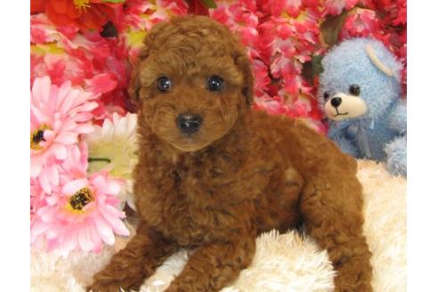 成約済の茨城県のトイプードル-17062の3枚目