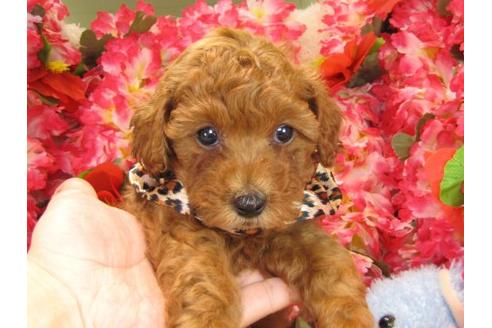 成約済の茨城県のトイプードル-17063の1枚目