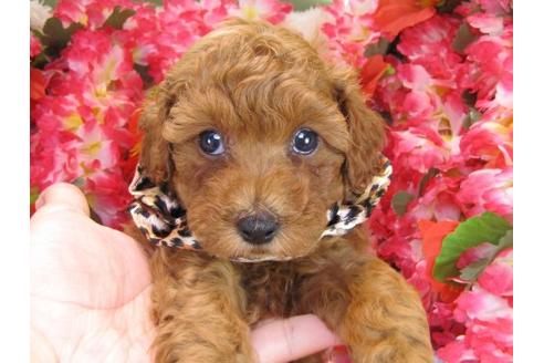 成約済の茨城県のトイプードル-17063の2枚目