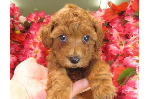 成約済の茨城県のトイプードル-17063の3枚目