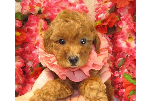 成約済の茨城県のトイプードル-17064の1枚目