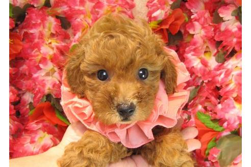 成約済の茨城県のトイプードル-17064の2枚目