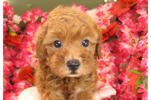 成約済の茨城県のトイプードル-17064の3枚目