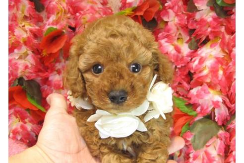 成約済の茨城県のトイプードル-17065の1枚目