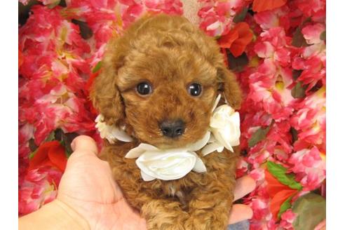 成約済の茨城県のトイプードル-17065の2枚目