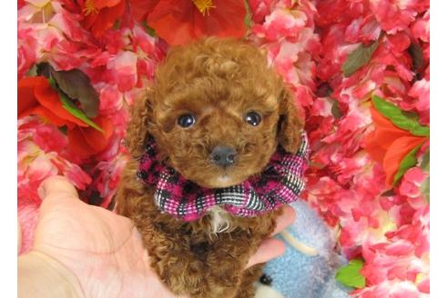 成約済の茨城県のトイプードル-17066の1枚目