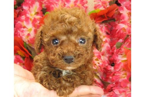 成約済の茨城県のトイプードル-17066の2枚目