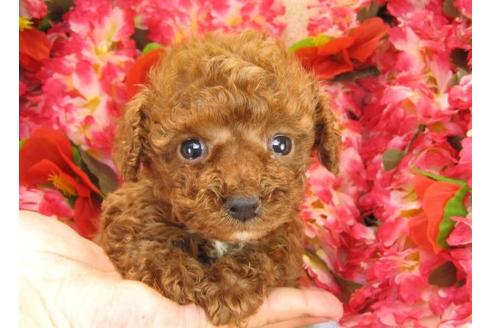 成約済の茨城県のトイプードル-17066の3枚目