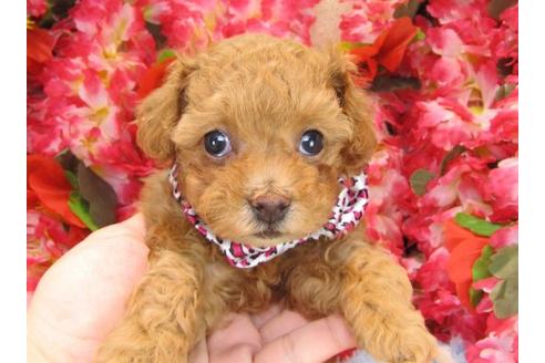 成約済の茨城県のトイプードル-17067の1枚目