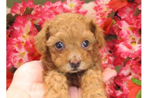 成約済の茨城県のトイプードル-17067の2枚目