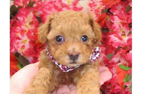 成約済の茨城県のトイプードル-17067の3枚目