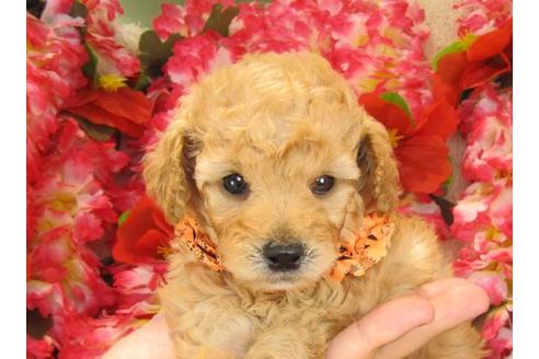 成約済の茨城県のトイプードル-17068の1枚目