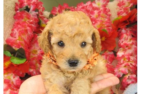 成約済の茨城県のトイプードル-17068の2枚目