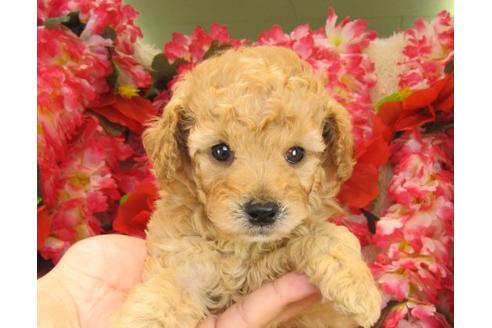 成約済の茨城県のトイプードル-17068の3枚目