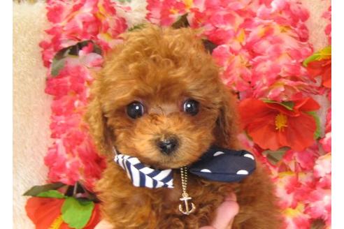 成約済の茨城県のトイプードル-17069の2枚目