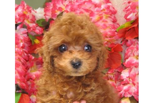 成約済の茨城県のトイプードル-17069の3枚目