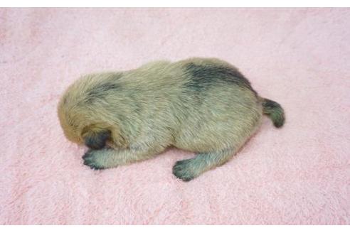 成約済の奈良県のケアーンテリア-17084の2枚目