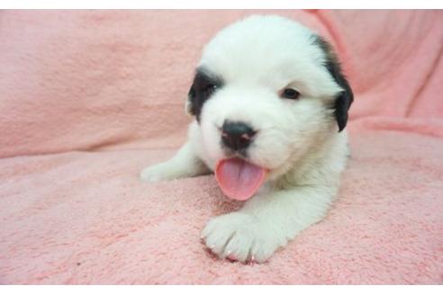 成約済の奈良県のセントバーナード-16683の1枚目
