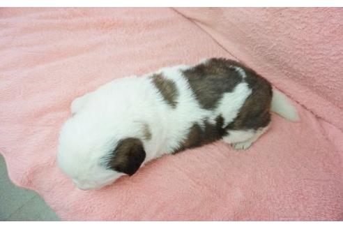 成約済の奈良県のセントバーナード-16683の2枚目