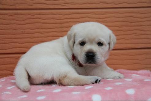成約済の茨城県のラブラドールレトリーバー-17104の3枚目