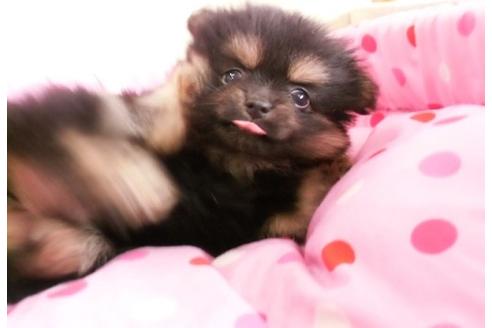成約済の大阪府のポメラニアン-17108の2枚目