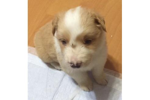 成約済の東京都のボーダーコリー-16657の1枚目