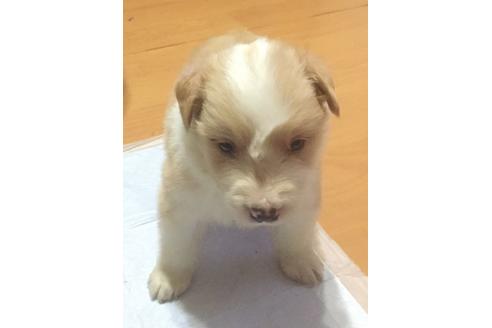 成約済の東京都のボーダーコリー-16657の2枚目