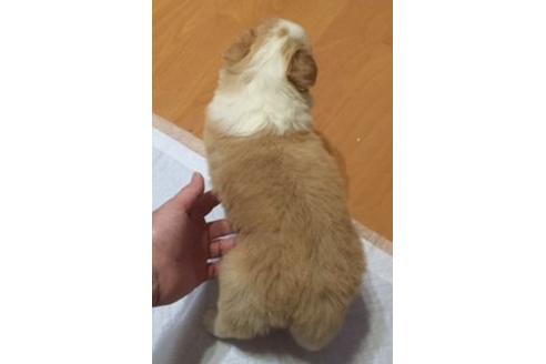 成約済の東京都のボーダーコリー-16657の3枚目