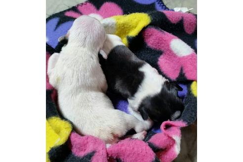成約済の滋賀県のフレンチブルドッグ-17118の3枚目