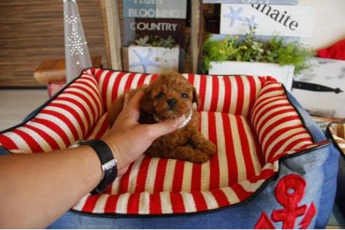 成約済の埼玉県のトイプードル-17127の1枚目