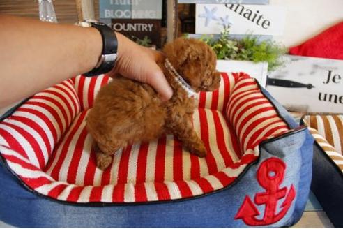 成約済の埼玉県のトイプードル-17127の2枚目