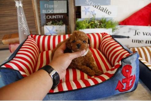 成約済の埼玉県のトイプードル-17127の3枚目