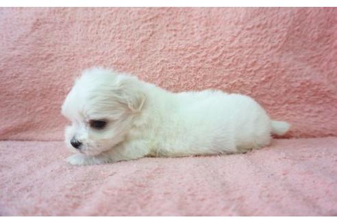 成約済の奈良県のマルチーズ-17131の2枚目