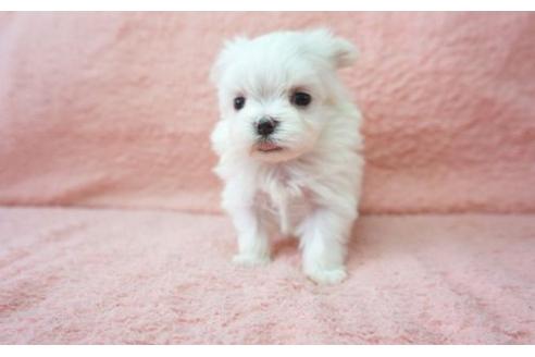 成約済の奈良県のマルチーズ-17132の3枚目