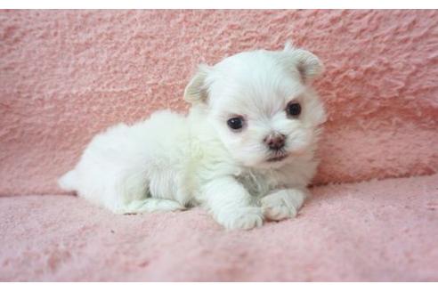 成約済の奈良県のマルチーズ-17133の1枚目