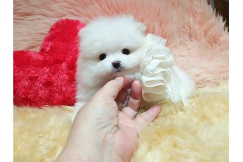 成約済の愛知県のポメラニアン-17154の1枚目
