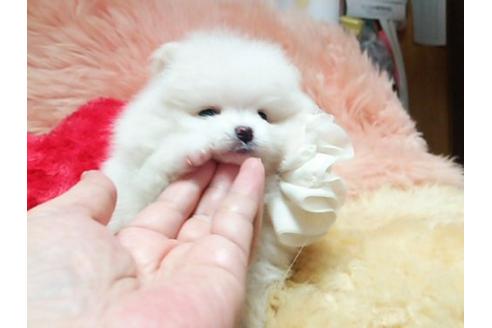 成約済の愛知県のポメラニアン-17154の3枚目