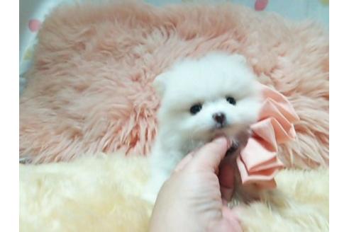 成約済の愛知県のポメラニアン-17156の2枚目
