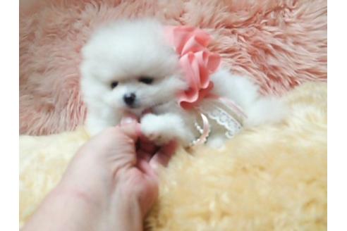 成約済の愛知県のポメラニアン-17157の1枚目