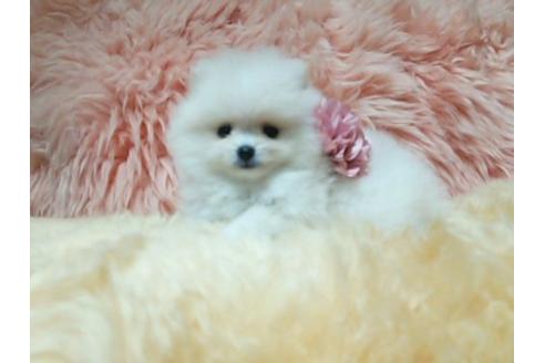 成約済の愛知県のポメラニアン-17158の1枚目