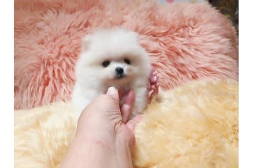 成約済の愛知県のポメラニアン-17158の2枚目
